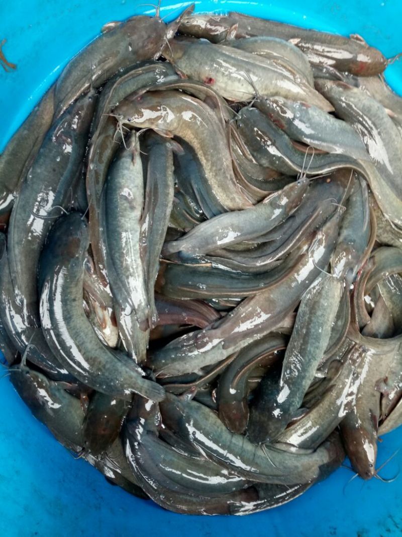 土鲶鱼食用