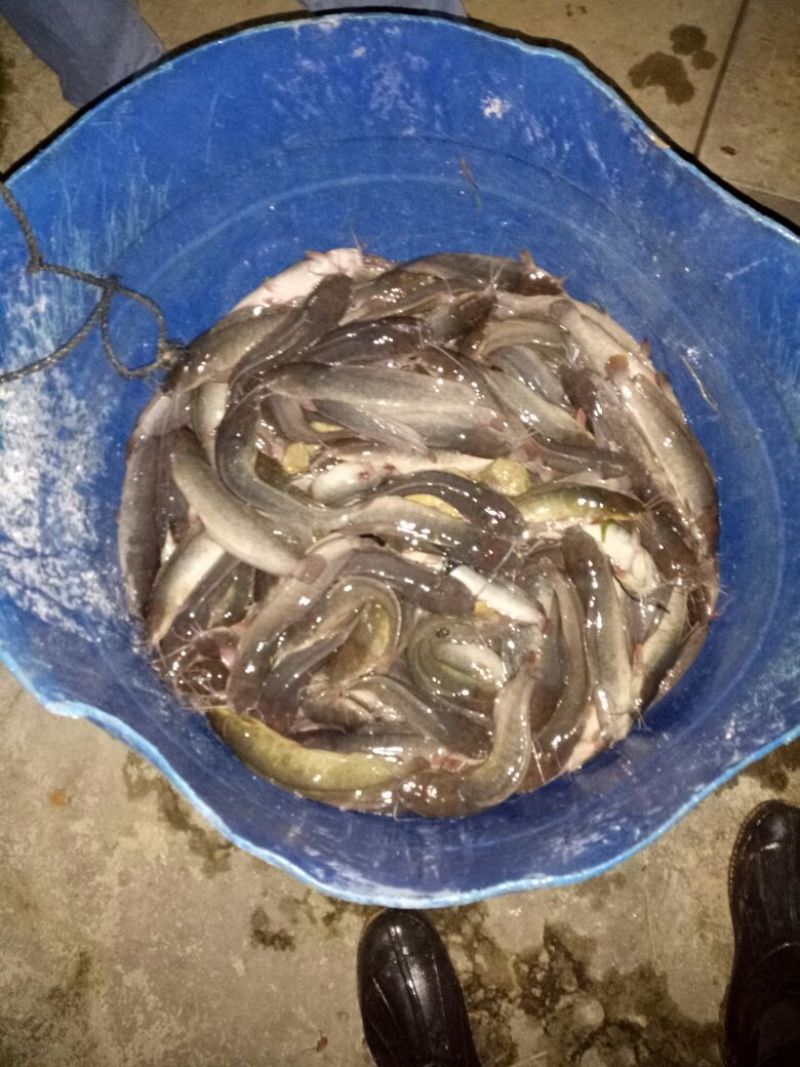 土鲶鱼食用