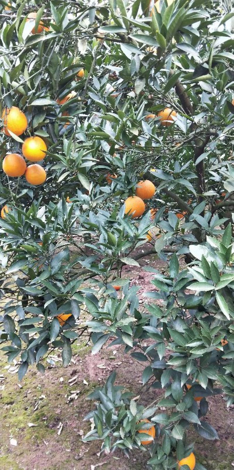 脐橙自家无中间商75~80mm上车价格