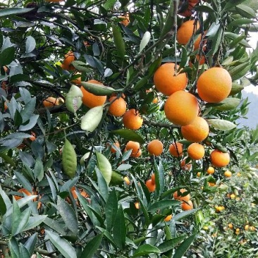 脐橙自家无中间商75~80mm上车价格