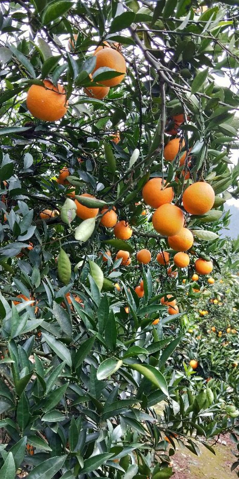 脐橙自家无中间商75~80mm上车价格