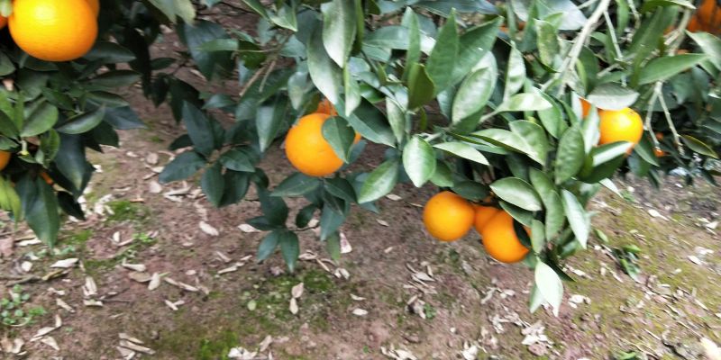 脐橙自家无中间商75~80mm上车价格