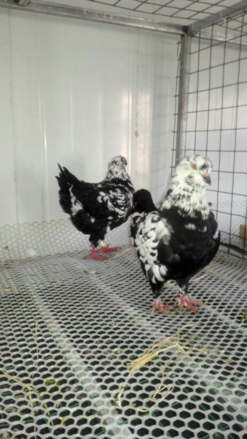 优质元宝鸽公，货源充足，一手货源量大优惠