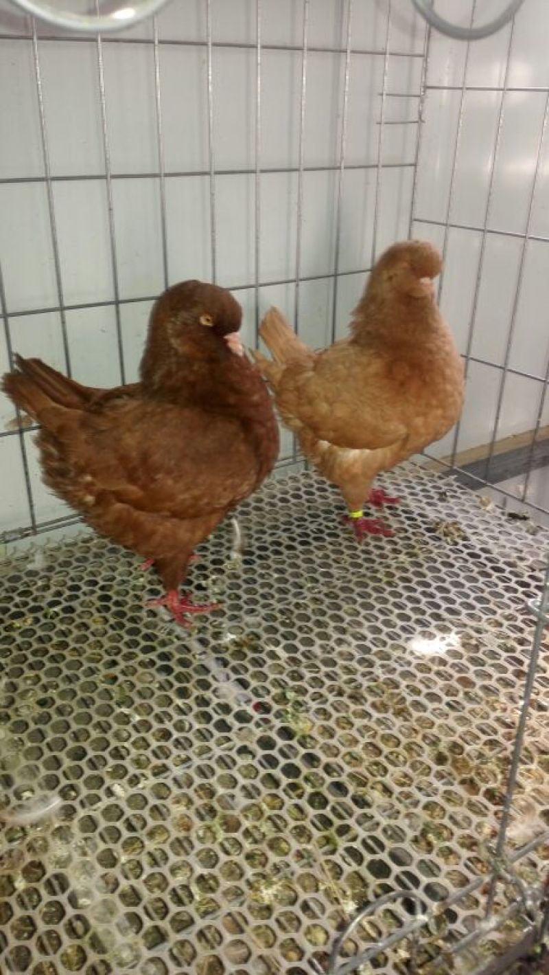 优质元宝鸽公，货源充足，一手货源量大优惠