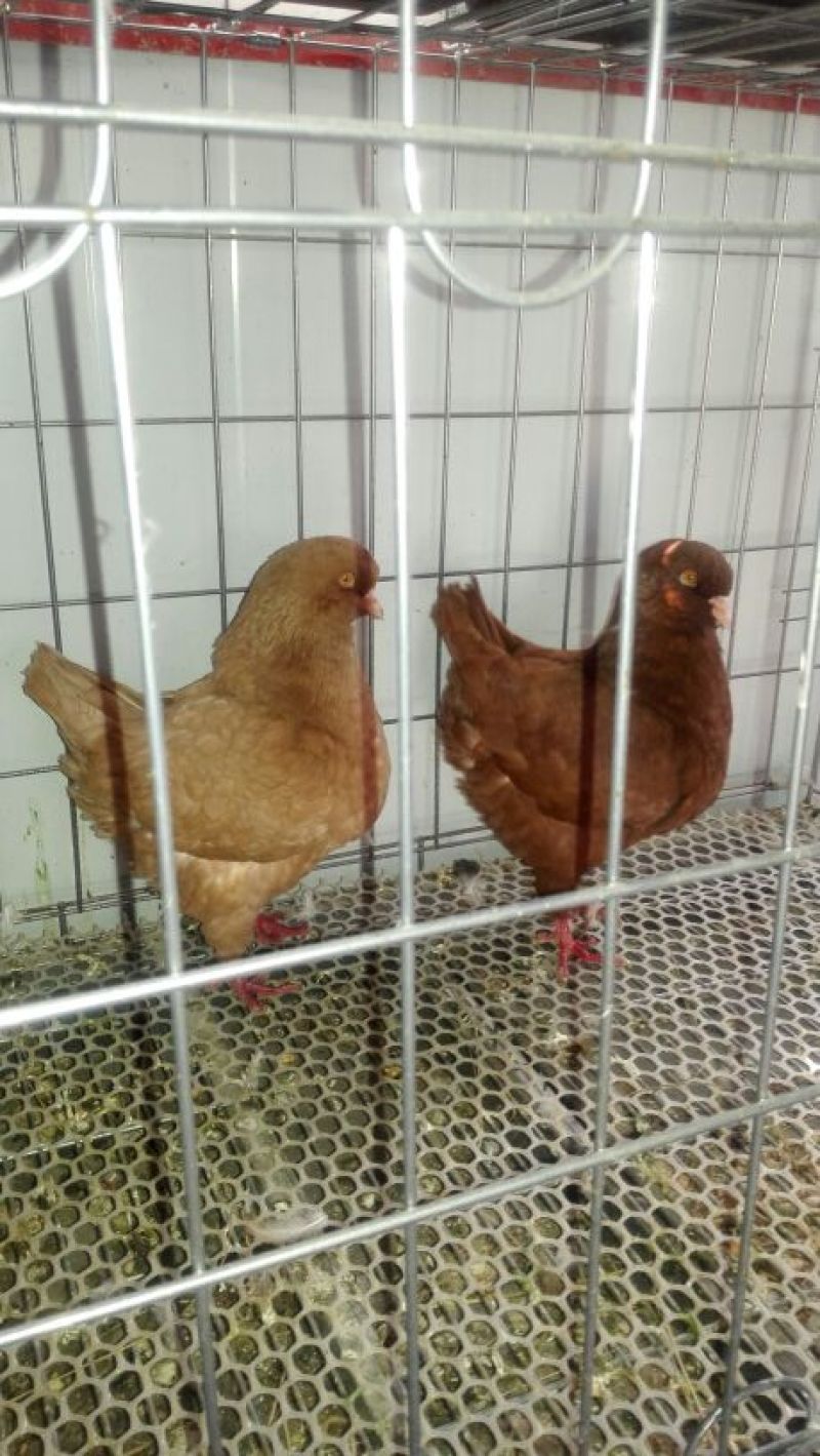 优质元宝鸽公，货源充足，一手货源量大优惠