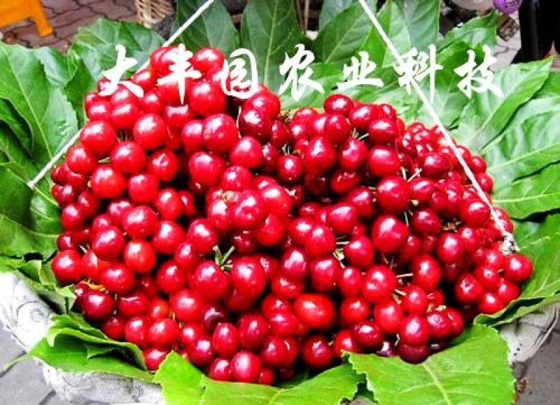 大樱桃苗樱桃苗38年种植质壮苗纯樱桃苗基地专业批发