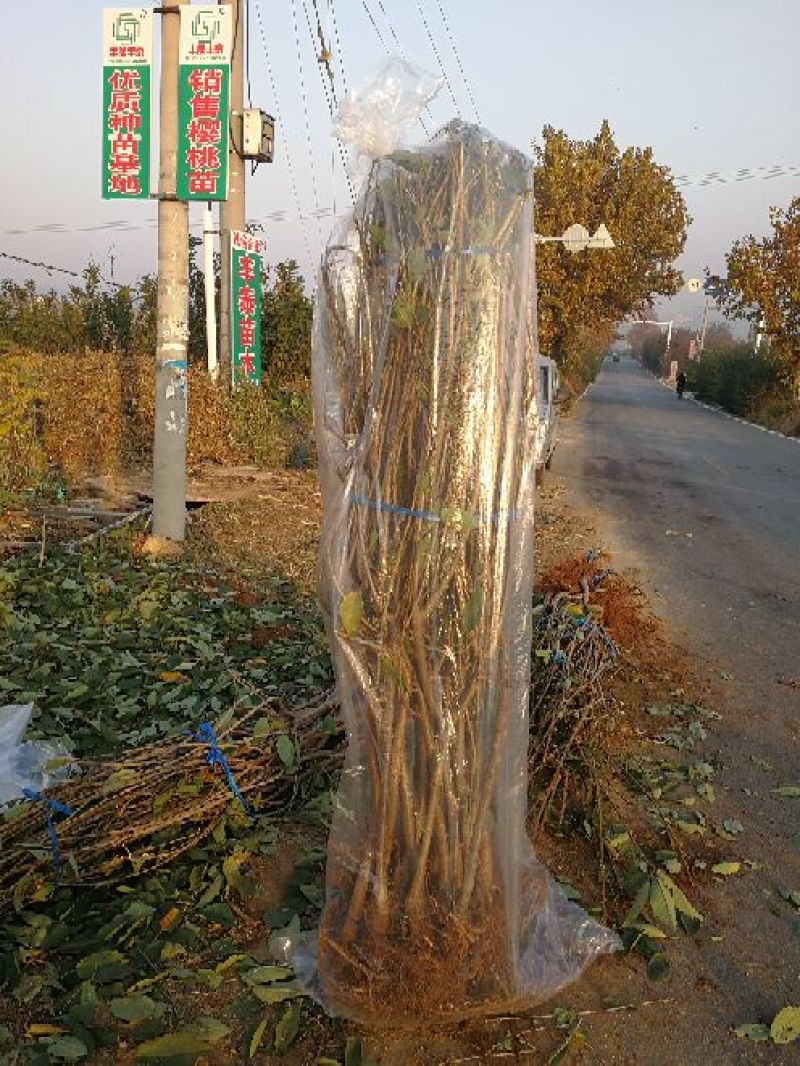 大樱桃苗樱桃苗38年种植质壮苗纯樱桃苗基地专业批发