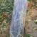 大樱桃苗樱桃苗38年种植质壮苗纯樱桃苗基地专业批发