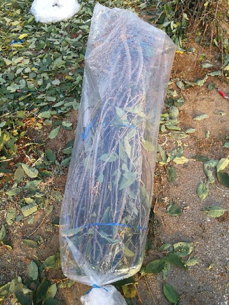 大樱桃苗樱桃苗38年种植质壮苗纯樱桃苗基地专业批发