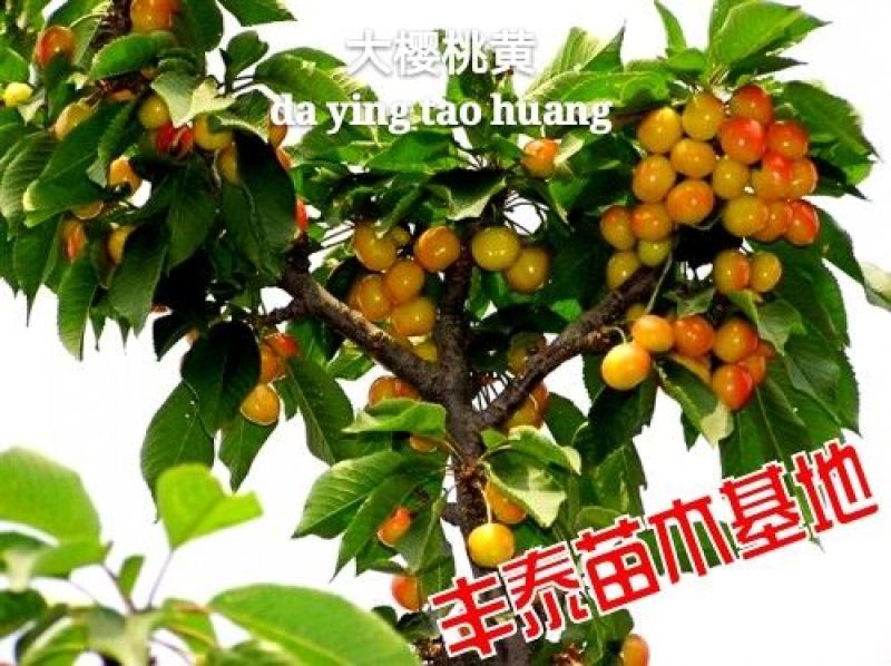 大樱桃苗樱桃苗38年种植质壮苗纯樱桃苗基地专业批发