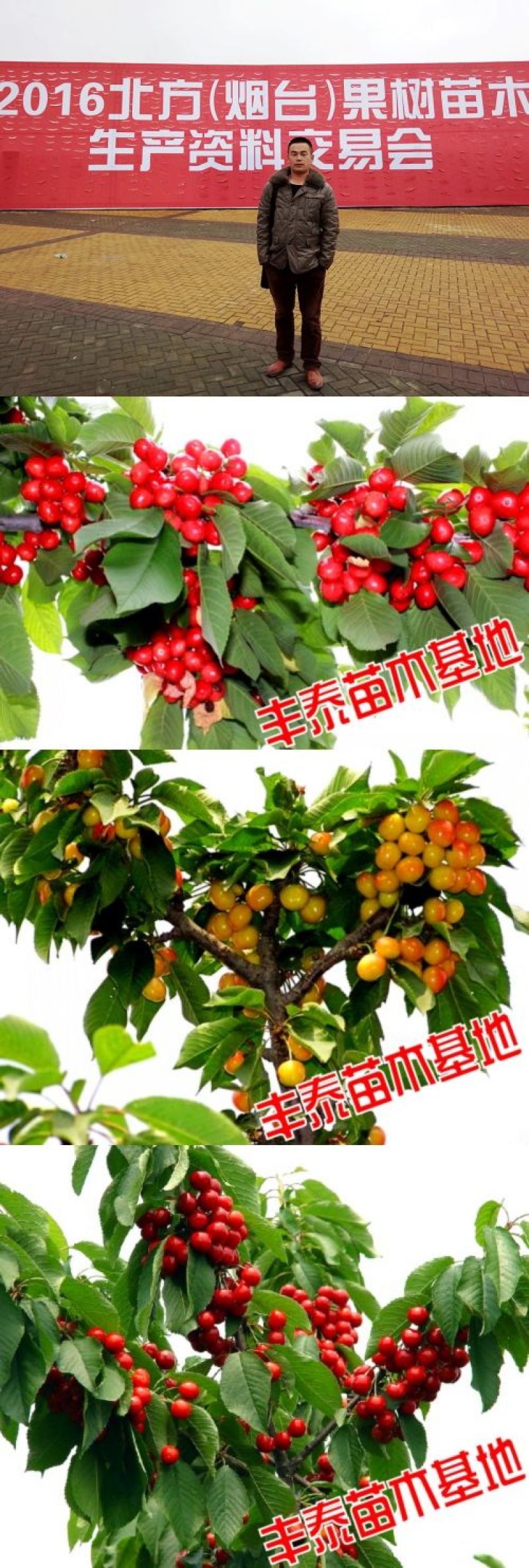 大樱桃苗樱桃苗38年种植质壮苗纯樱桃苗基地专业批发