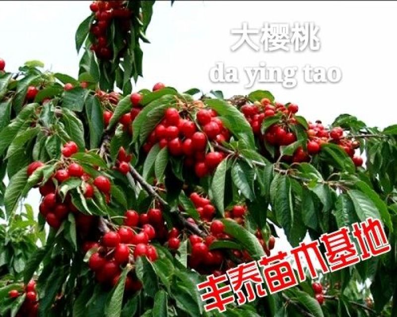 大樱桃苗樱桃苗38年种植质壮苗纯樱桃苗基地专业批发