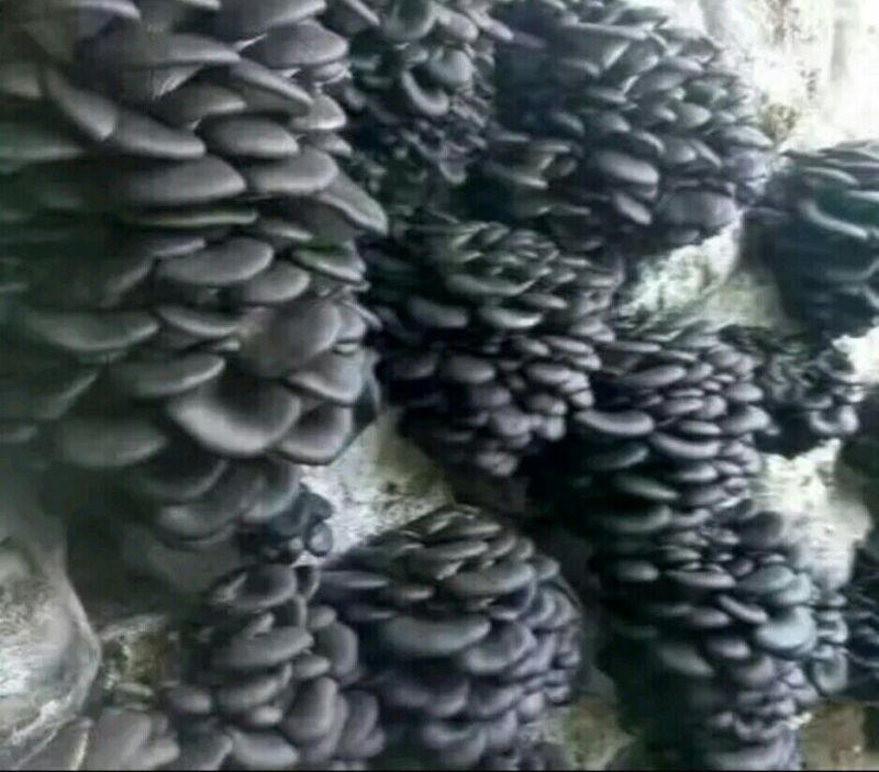 河南省太康县农缘农业发展有限公司，智贤食用菌种植专合作社