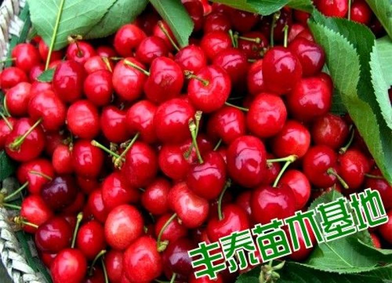 大樱桃苗樱桃苗38年种植质壮苗纯樱桃苗基地专业批发