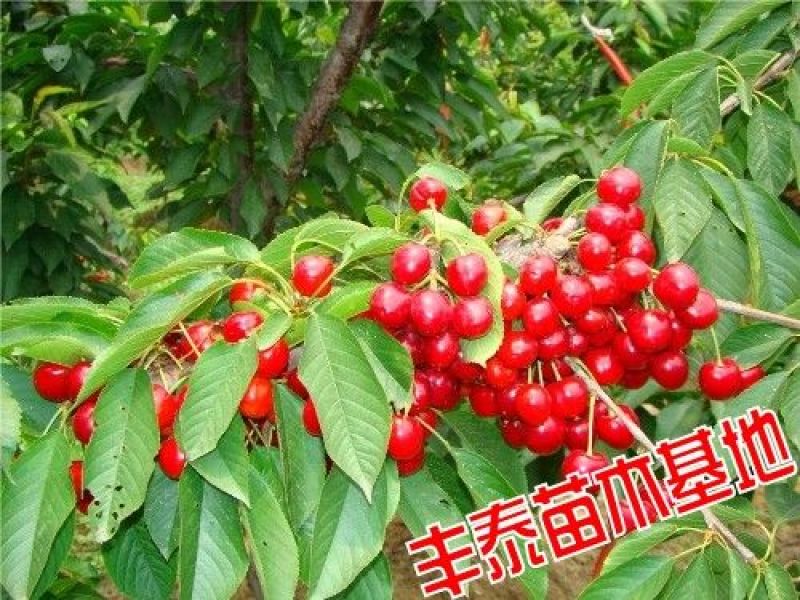 大樱桃苗樱桃苗38年种植质壮苗纯樱桃苗基地专业批发