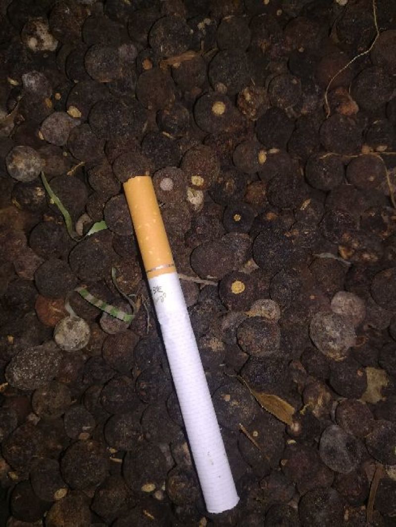柑橘落地果