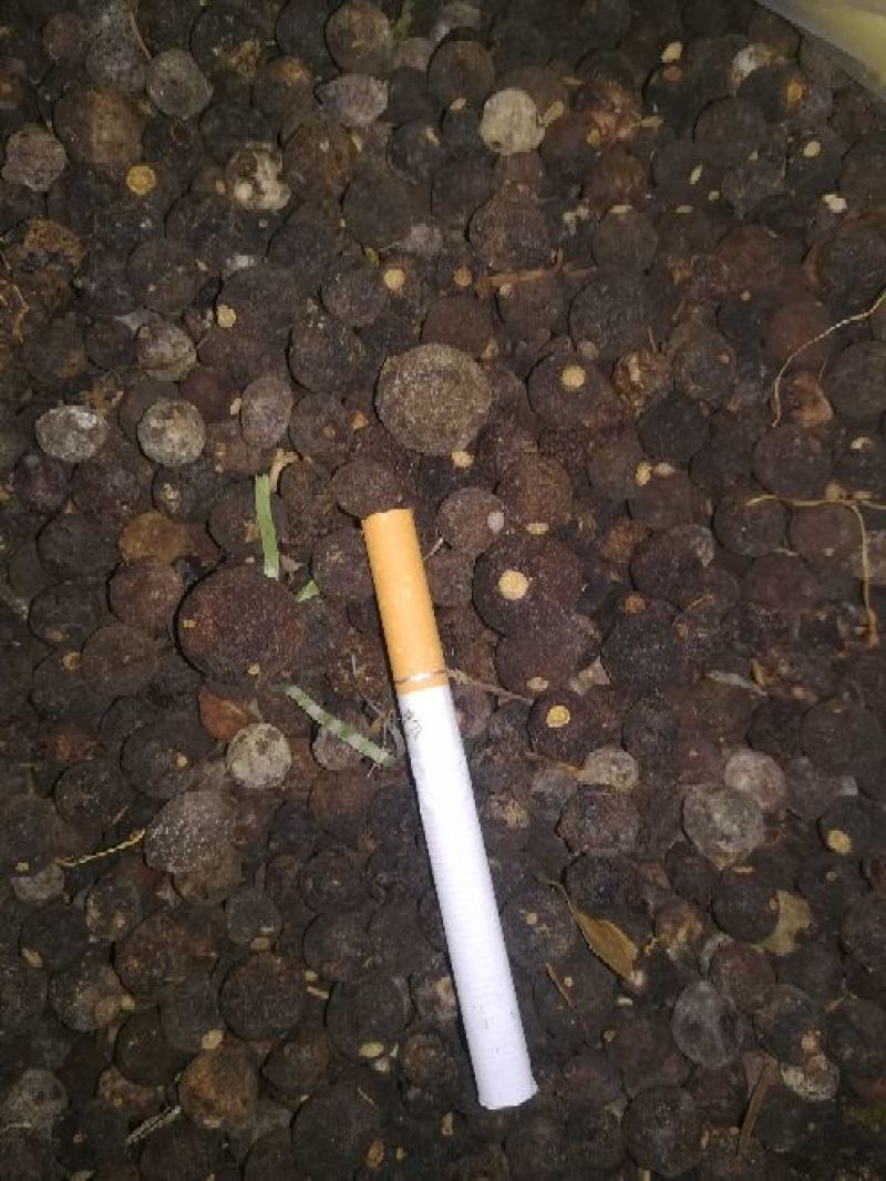 柑橘落地果