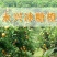冰糖橙65~70mm