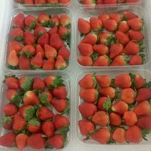 美国甜查理草莓20~30克