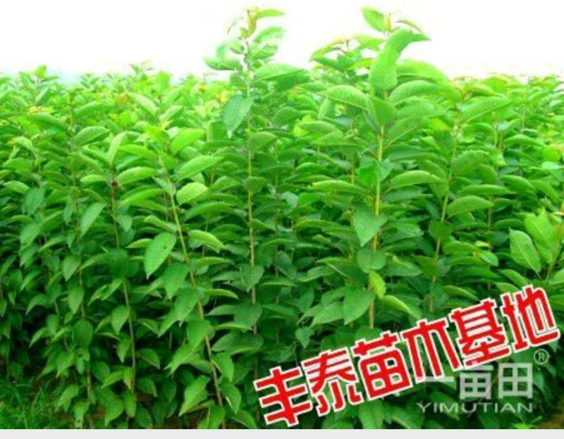 基地自育1-5年大樱桃苗樱桃苗俄罗斯八号美早车厘子