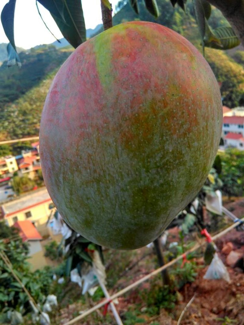 芒果干