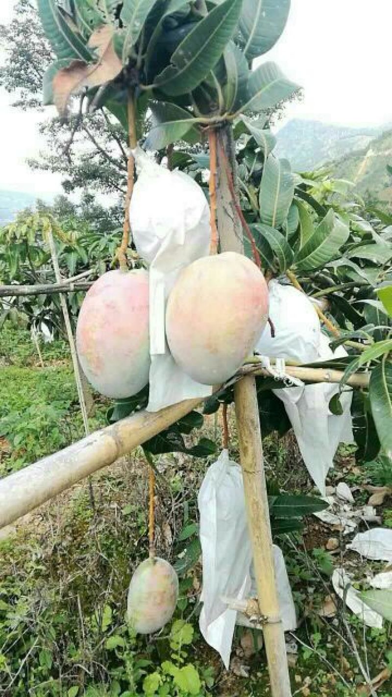 芒果干