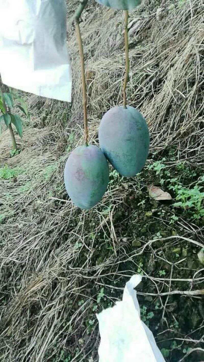 芒果干