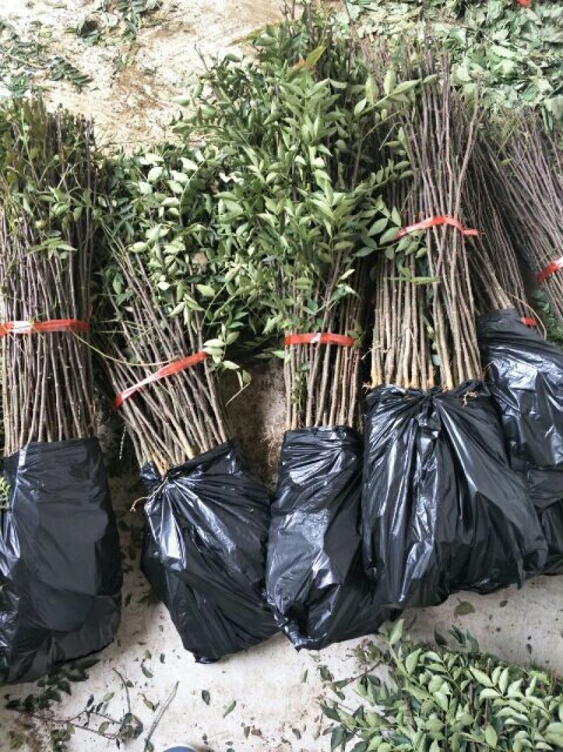 基地直销花椒苗今年花椒苗价格成活率高大红袍花椒树苗