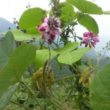 葛根药用0.5~1斤