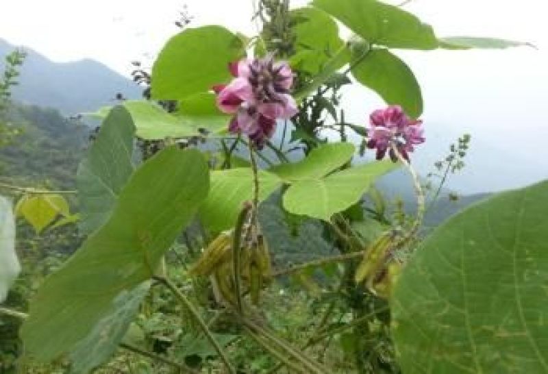 葛根药用0.5~1斤