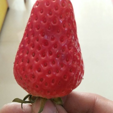 大量批发草莓苗大棚种植草莓苗草莓生产苗穴盘苗