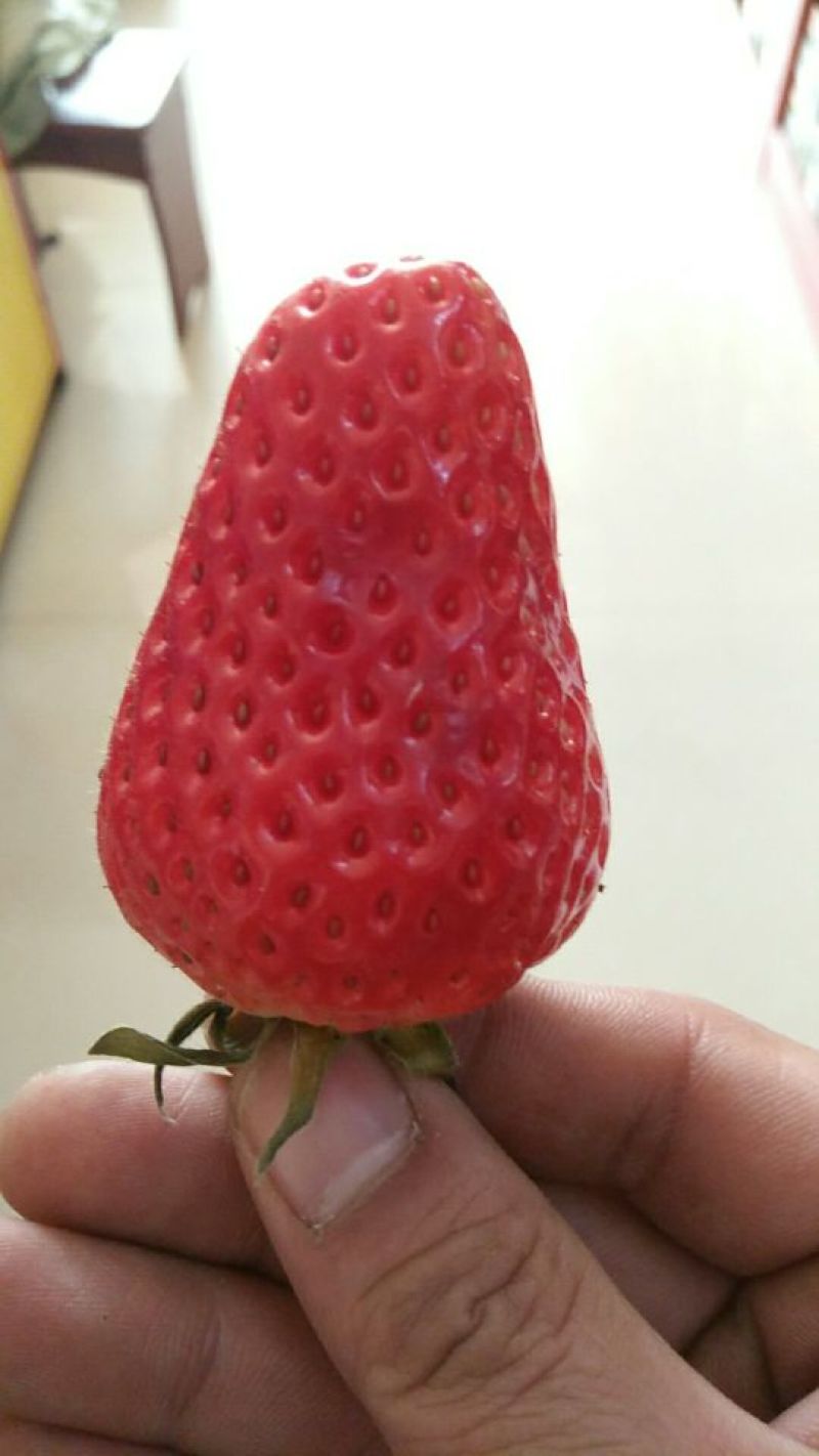 大量批发草莓苗大棚种植草莓苗草莓生产苗穴盘苗