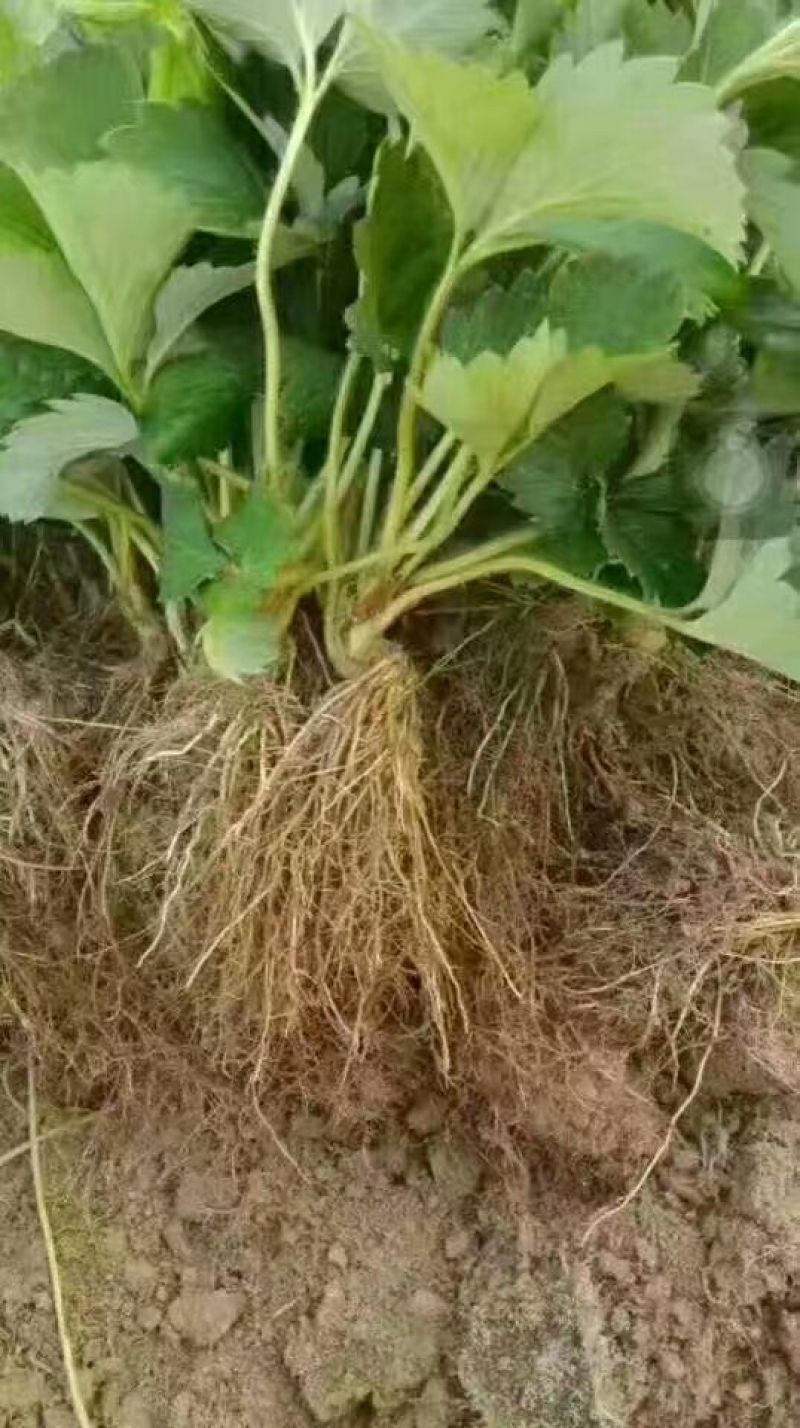 大量批发草莓苗大棚种植草莓苗草莓生产苗穴盘苗