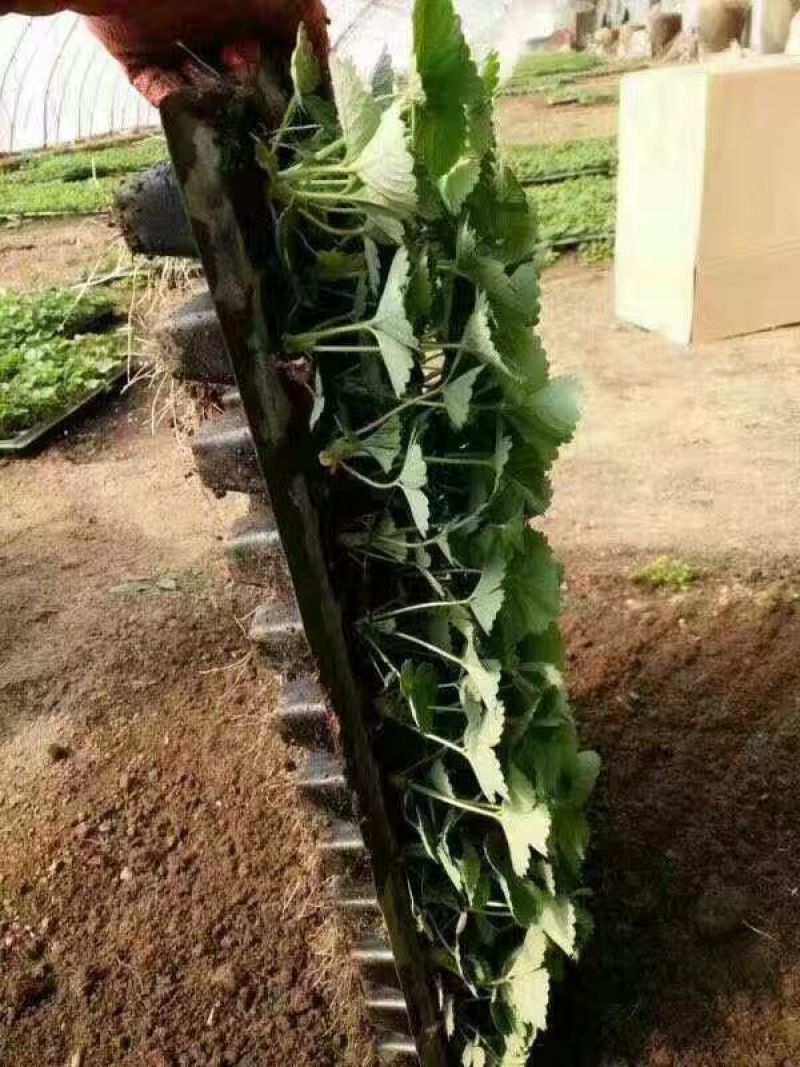 大量批发草莓苗大棚种植草莓苗草莓生产苗穴盘苗