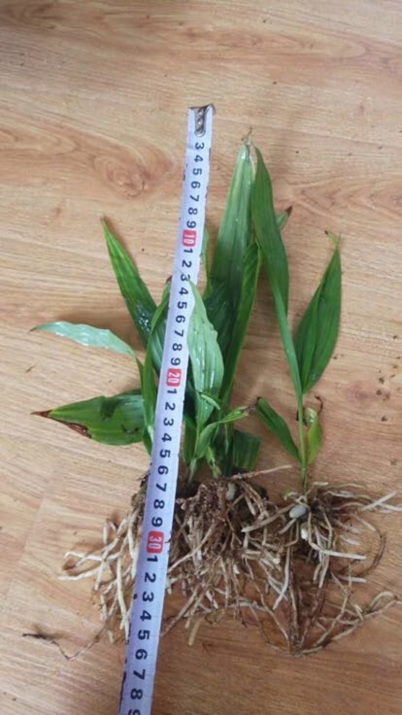 白芨种苗20~30cm