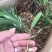 白芨种苗20~30cm