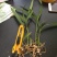 白芨种苗20~30cm