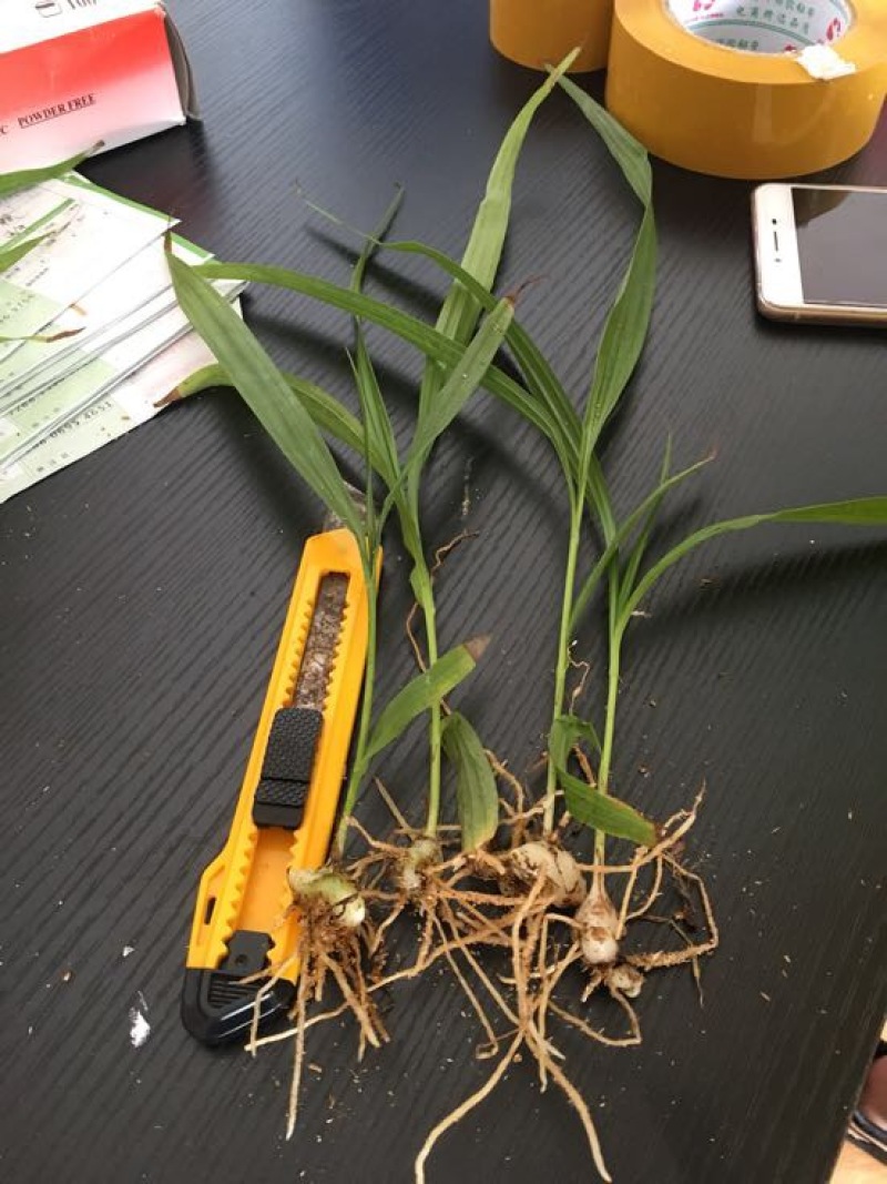 白芨种苗20~30cm