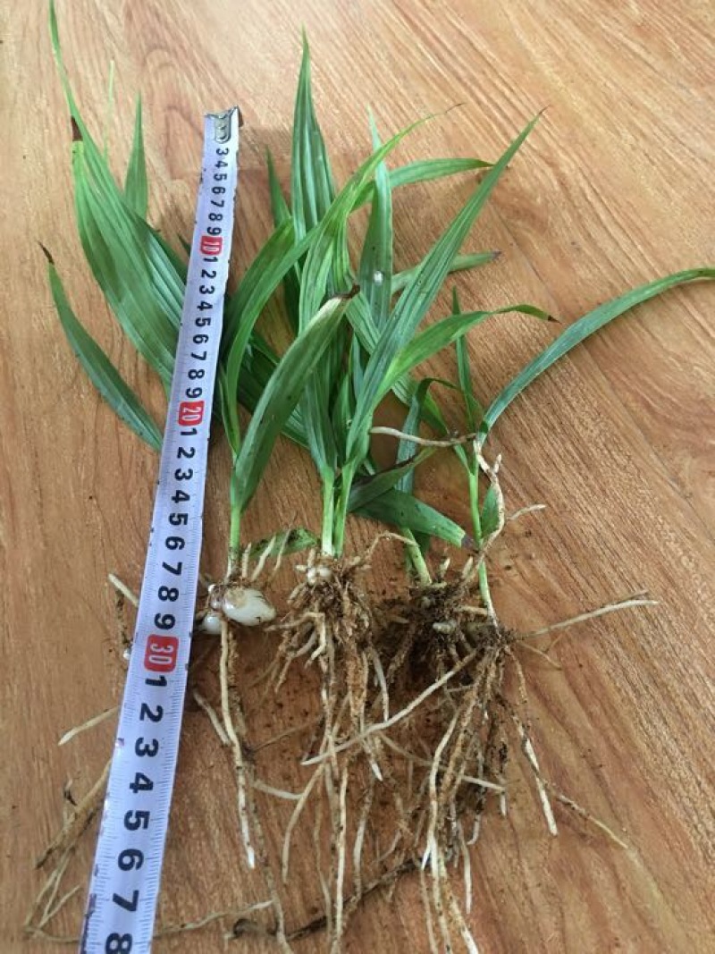 白芨种苗20~30cm