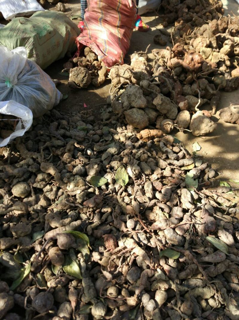 云南野生何首乌大货供应每年冬季供应200吨以上统货选货