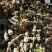 云南野生何首乌大货供应每年冬季供应200吨以上统货选货