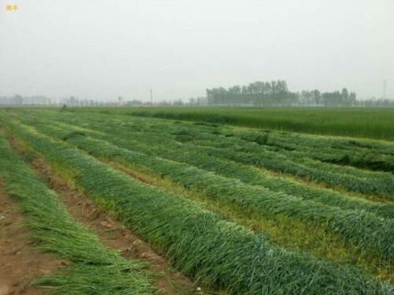 进口耐寒牧草种子多年生黑麦草种子四季常青鸡鸭鹅猪牛羊鱼草