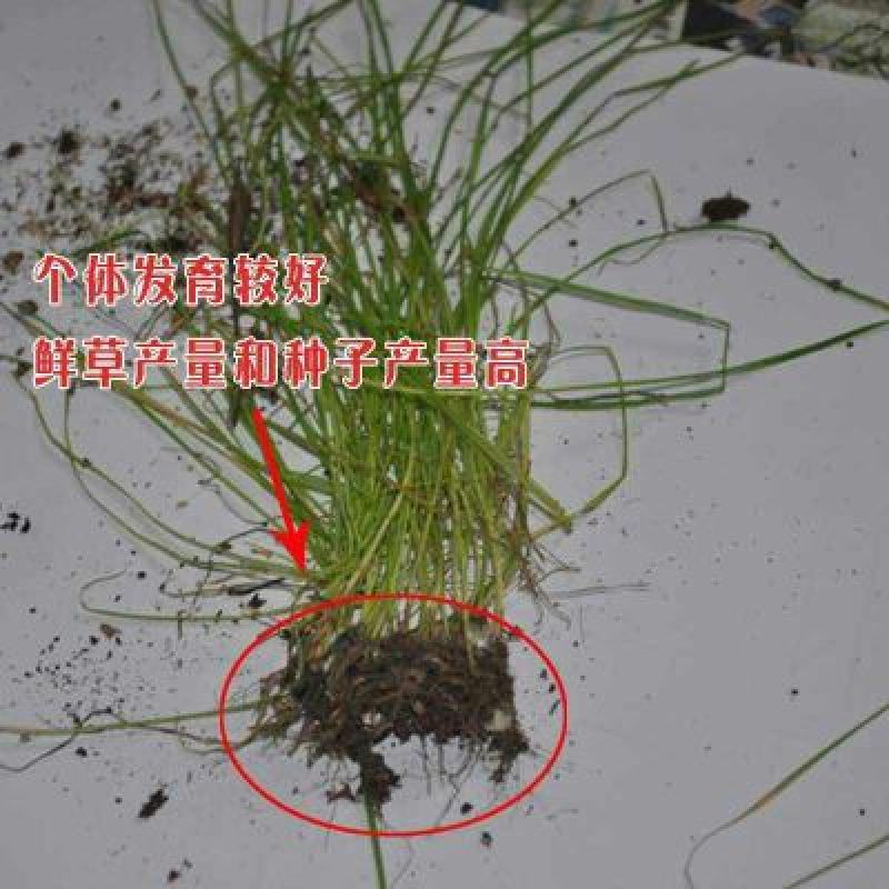 进口耐寒牧草种子多年生黑麦草种子四季常青鸡鸭鹅猪牛羊鱼草