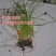 进口耐寒牧草种子多年生黑麦草种子四季常青鸡鸭鹅猪牛羊鱼草
