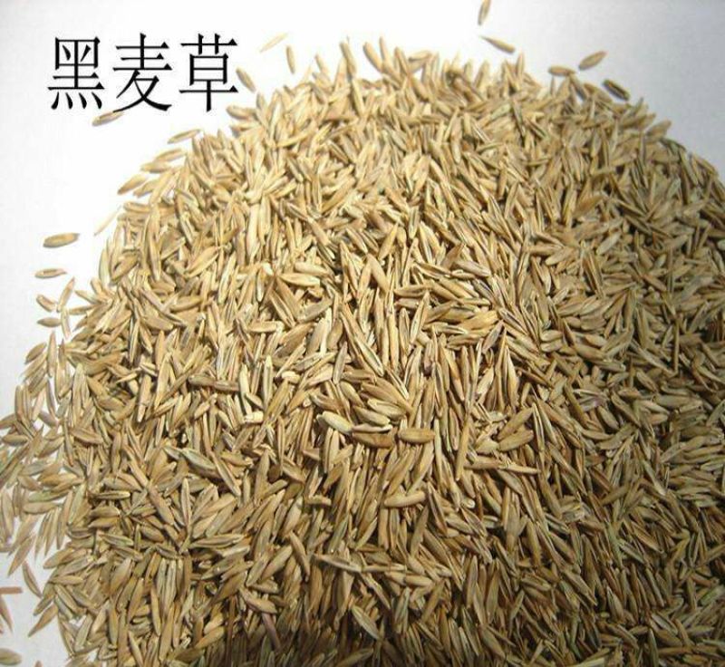 进口耐寒牧草种子多年生黑麦草种子四季常青鸡鸭鹅猪牛羊鱼草