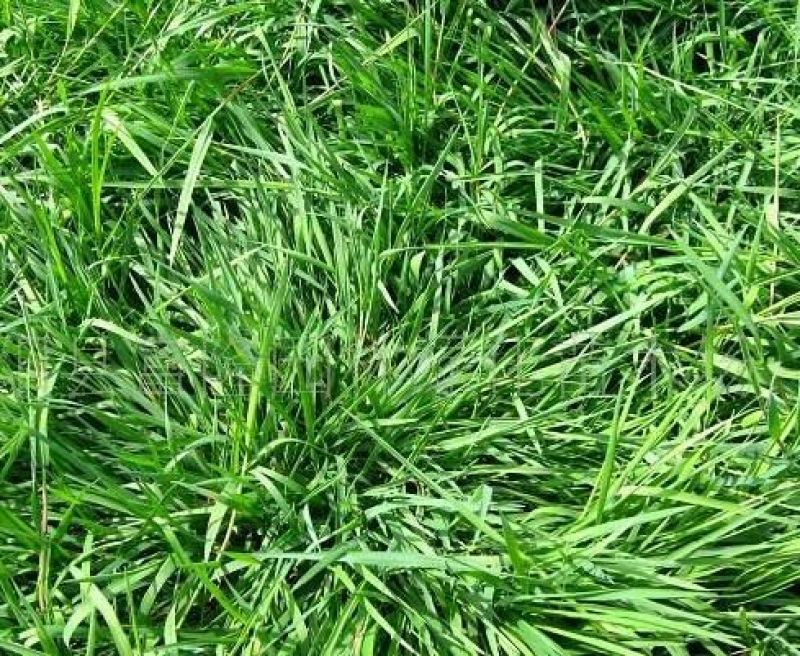 进口耐寒牧草种子多年生黑麦草种子四季常青鸡鸭鹅猪牛羊鱼草