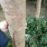 秋枫81~110cm