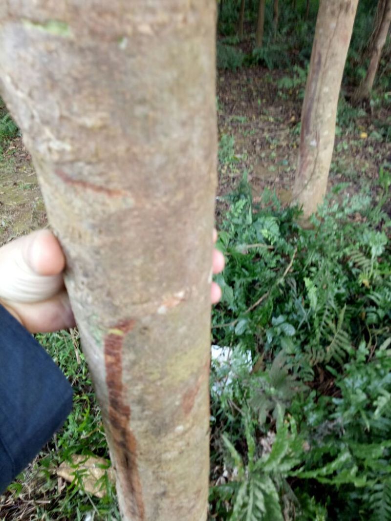 秋枫81~110cm
