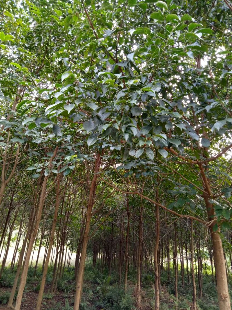 秋枫81~110cm