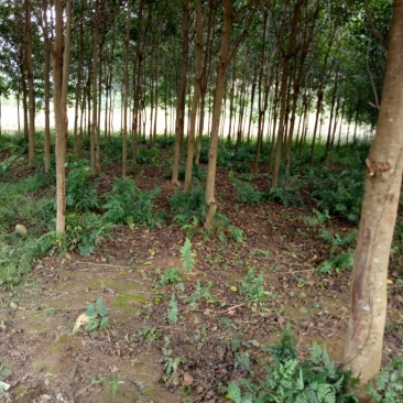 秋枫81~110cm